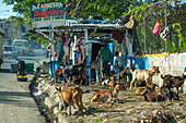 Goats waiting for slaughter by roadside
