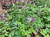 Hohler Lerchensporn (Corydalis cava) blühend im Frühling