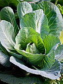 Fresh cabbage in the garden bed
