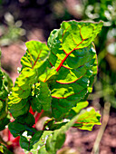 Rhubarb in the garden bed