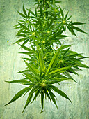 Hemp plant with inflorescences