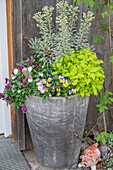 Wolfsmilch 'Ascot Rainbow' (Euphorbia martinii), Hornveilchen (Viola Cornuta), Mutterkraut (Tanacetum parthenium) 'Aureum' im Topf