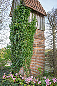 Bergenie 'Baby Doll' (Bergenia) und mit Efeu bewachsener alter Turm (Hedera)