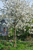 Sour cherry 'Köröser Weichsel', sour cherry (Prunus cerasus) flowering white in the garden