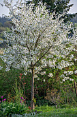 Sour cherry 'Köröser Weichsel', sour cherry (Prunus cerasus) flowering white in the garden