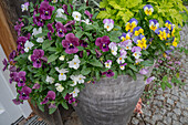 Hornveilchen (Viola Cornuta), Mutterkraut (Tanacetum parthenium), Japanischer Goldahorn 'Aureum' in Kübel gepflanzt auf der Terrasse
