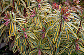 Wolfsmilch 'Ascot Rainbow' (Euphorbia martinii) im Beet mit lila Blüten