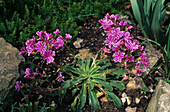 Felsenpflanze, Alpine Bitterwurz (Lewisia) 'Soranda' in Blüte