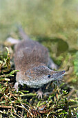 Zwergspitzmaus (Sorex Minutus), Zierikzee, Niederlande