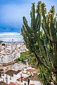 Scenic view of Frigiliana, Malaga, Spain, highlighting cactus and historic whitewashed buildings.