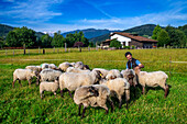 Latxa and Carranzana sheeps for made Idiazábal cheese productor in Ondarre, Goierri, Basque Highlands Basque Country, Euskadi Spain.