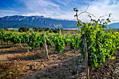 Marques de Riscal winery vineyards grapes, La Rioja Alavesa, Alava, Araba Euskal herria, Euskadi Spain.