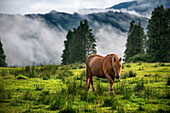 Wild horses in Urkiola natural park Urkiolagirre meadows, Bizkaia, Euskadi, Basque Country Spain