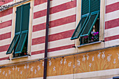 Flowers on the window sills of an painted building in old town Monterosso al Mare, Cinque Terre, Italy.