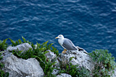 Gelbschenkelmöwe, Larus michahellis, sitzt auf einer felsigen Klippe auf der Insel Capri, Italien.