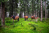 Wild horses in Urkiola natural park Urkiolagirre meadows, Bizkaia, Euskadi, Basque Country Spain