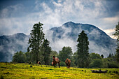 Wild horses in Urkiola natural park Urkiolagirre meadows, Bizkaia, Euskadi, Basque Country Spain