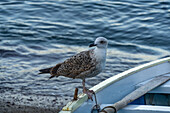 Junge Mittelmeermöwe, Ichthyaetus melanocephalus, auf einem Ruderboot auf Capri, Italien.