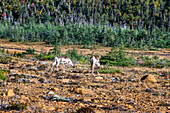 young couple of bull mooses (Alces alces), in Tablelands. Peridotite rock is rare at earth's surface reason for World Heritage Site designation by UNESCO Gros Morne National Park, Newfoundland & Labrador, Canada