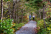 Wooden walkway through light coniferous forest in Kejimkujik Nationalpark, Kejimkujik Seaside Nationalpark, Nova Scotia, Canada