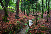 Landscape leafy Otzarreta beech forest in Gorbeia natural park Urkiolagirre, Bizkaia, Euskadi, Basque Country Spain