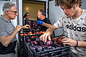 Unloading donated products in Rebost Solidari de Gracia, Gracia neighborhood, Barcelona, Spain, Europe. The Rebost Solidari de Gracia is a distributor entity of the Food Bank in its Sec, SERMA (fresh fruit and vegetables), cold chain (frozen and refrigerated products) and FEGA (products received from the EU) programs. An efficient management of all the food surpluses generated by the neighborhood (markets, supermarkets, shops, companies, restaurants, school canteens and others) is an important enough objective in itself, both for its use in the neighborhood and for the possible redistribution 