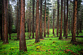 Green forest pines in Urkiola natural park Urkiolagirre meadows, Bizkaia, Euskadi, Basque Country Spain