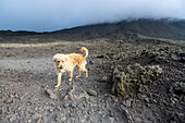 Dog at Pacaya Volcano, Guatemala