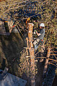 A tree surgeon uses a chain saw to cut the trunk of a tree in smaller logs before cutting it down.