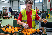 Mercabarna foodback circular bio economy. Fruit and Vegetable section, in Mercabarna. Barcelona´s Central Markets. Barcelona. Spain.