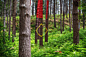 Oma Forest is a work of art by Agustin Ibarrola, a Basque sculptor and painter, in the natural reserve of Urdaibai, Oma, Vizcaya, Basque country Euskadi, Spain