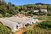 Regenerative agriculture fields in San Pol de Mar, Ferrer Sustainability Foundation, Barcelona, Spain, Europe. The Ferrer Sustainability Foundation is a non-profit organisation that aims to transform lives and work towards a more equitable and fair society through social cohesion and environmental preservation. We carry out our work through two major projects: Ferrer for Food and Green for Good, through which we seek to generate the greatest impact for the benefit of people and the planet.