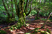 Beeches on the way to the San Adrián tunnel on the Aizkorri mountain range at the Basque Country, Goierri, Basque Highlands Basque Country, Euskadi Spain.