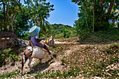 Local man with a donkey in th plage de Ti Mouillage beach in Cayes-de-Jacmel, Cayes de Jacmel, Jacmel, Haiti.