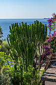 Ornamental succulents at Conca dei Marini on the Amalfi Coast of Italy.