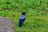 Eine Haubenkrähe, Corvus cornix, auf dem Gelände des Kolosseums in Rom, Italien