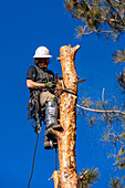 A tree surgeon uses a chain saw to cut the trunk of a tree in smaller logs before cutting it down.