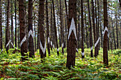 Oma Forest is a work of art by Agustin Ibarrola, a Basque sculptor and painter, in the natural reserve of Urdaibai, Oma, Vizcaya, Basque country Euskadi, Spain