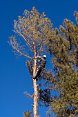 A tree surgeon uses a chain saw to cut off the branches of a tree before cutting it down.