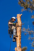 A tree surgeon uses a chain saw to cut the trunk of a tree in smaller logs before cutting it down.