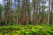 Oma Forest is a work of art by Agustin Ibarrola, a Basque sculptor and painter, in the natural reserve of Urdaibai, Oma, Vizcaya, Basque country Euskadi, Spain