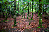 Landscape leafy Otzarreta beech forest in Gorbeia natural park Urkiolagirre, Bizkaia, Euskadi, Basque Country Spain