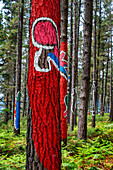 Oma Forest is a work of art by Agustin Ibarrola, a Basque sculptor and painter, in the natural reserve of Urdaibai, Oma, Vizcaya, Basque country Euskadi, Spain