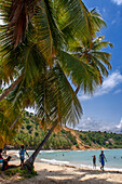 Palm trees in the plage de Ti Mouillage beach in Cayes-de-Jacmel, Cayes de Jacmel, Jacmel, Haiti.