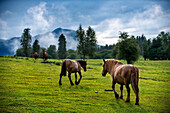 Wild horses in Urkiola natural park Urkiolagirre meadows, Bizkaia, Euskadi, Basque Country Spain