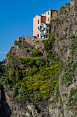 Wildflowers bloom below a small hotel on the cliff in the Cinque Terre town of Manarola, Italy.