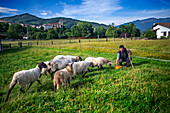 Latxa and Carranzana sheeps for made Idiazábal cheese productor in Ondarre, Goierri, Basque Highlands Basque Country, Euskadi Spain.