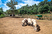 Can Calopa l´olivera fundation, Collserola, Barcelona, Spain, Europe. L’Olivera fundation carries out its activity with the aim of promoting the personal and social integration of people with disabilities, developing care, therapeutic and educational tools in a living and working space that is intended to be inclusive.