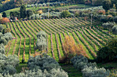 Agricultural land with grape vinyards & olive orchards around San Gimignano, Italy.