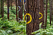 Oma Forest is a work of art by Agustin Ibarrola, a Basque sculptor and painter, in the natural reserve of Urdaibai, Oma, Vizcaya, Basque country Euskadi, Spain